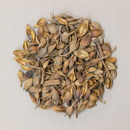 益氣解表茶