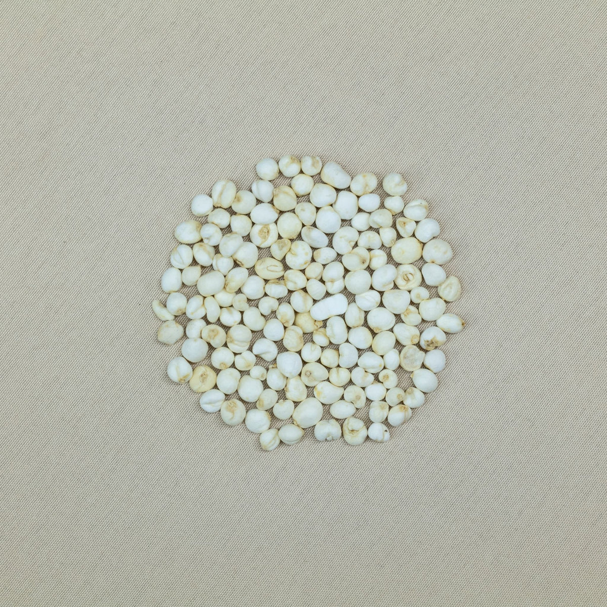貝母雪梨茶