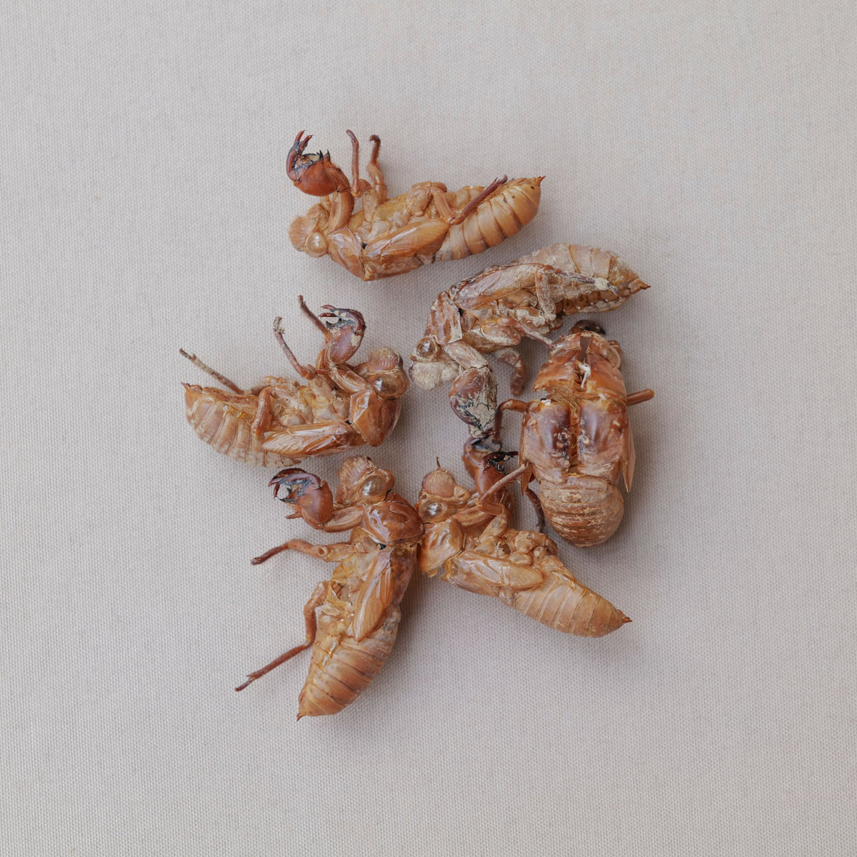 小兒健脾開奶茶