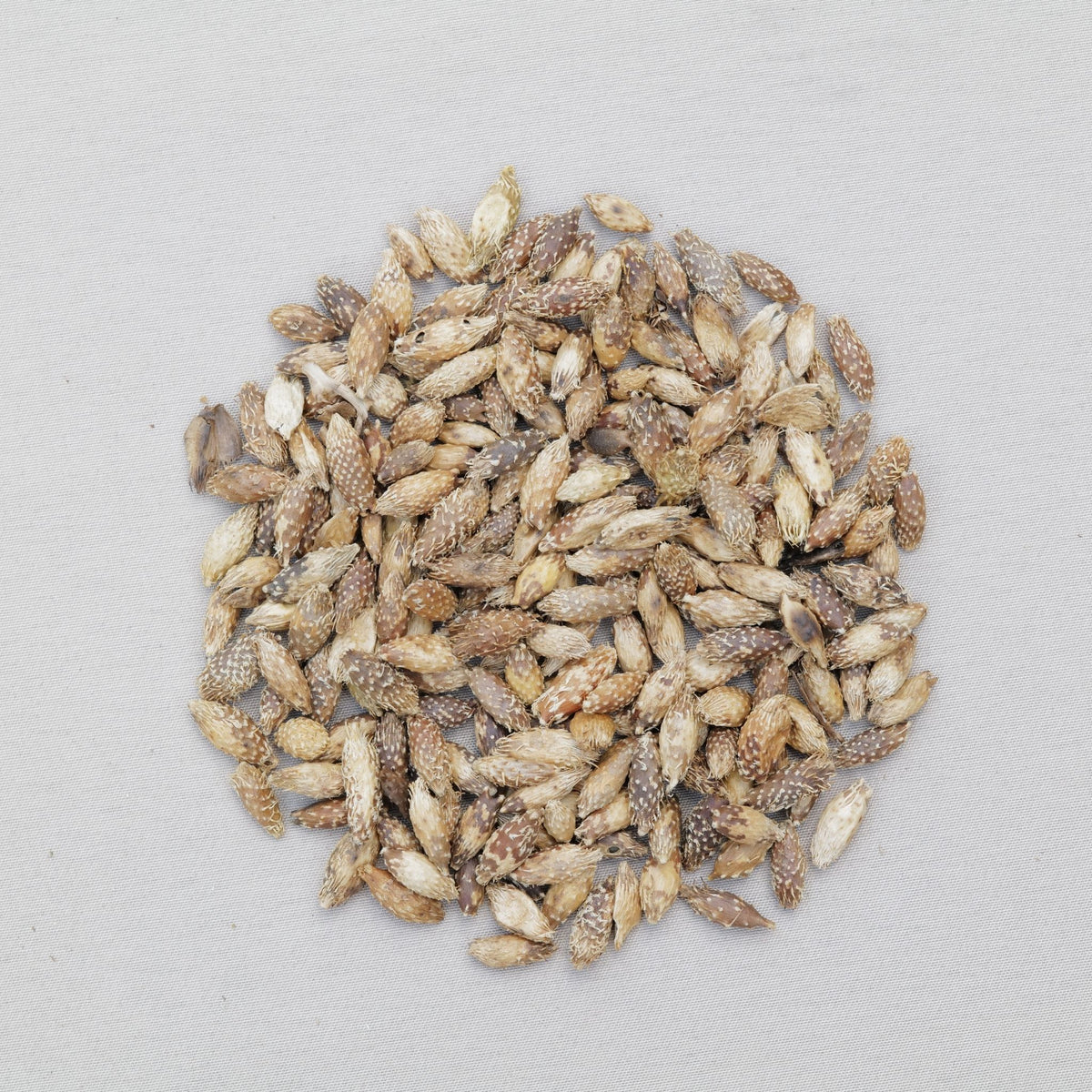 辛夷蒼耳清鼻茶
