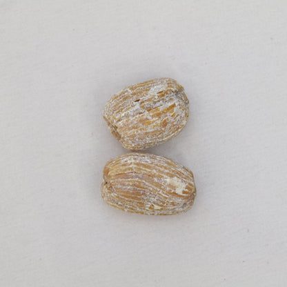 辛夷蒼耳清鼻茶