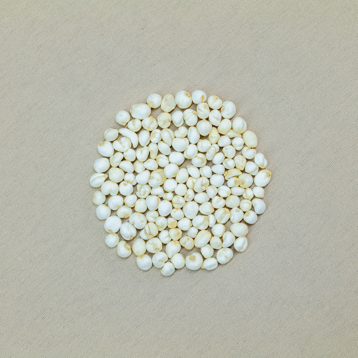 虎乳靈芝貝母潤肺湯